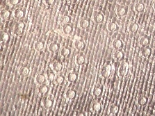 Agave cell wall extracted from agave leaf by Catalytic Advanced Oxidation