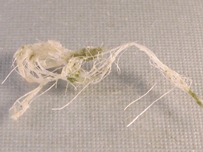 Agave fibers extracted from agave leaf by Catalytic Advanced Oxidation