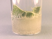 Agave leaf undergoing fiber extraction by Catalytic Advanced Oxidation catalyst