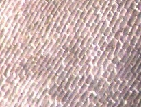 Cell wall of bamboo leaf