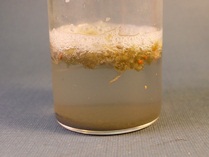 Biomass degradation by Catalytic Advanced Oxidation Hydrogen Link catalyst