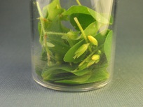 Organic Matter degradation by Catalytic Advanced Oxidation plant