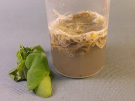 Organic matter degradation by Catalytic Advanced Oxidation catalyst