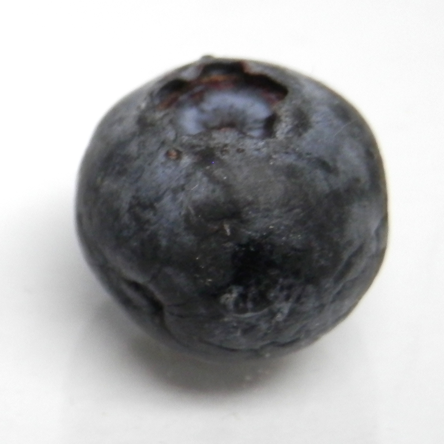 Blueberry organic matter degradation