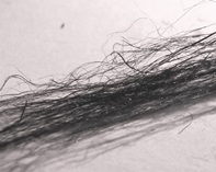 Carbon precursor from natural bast fibers hemp