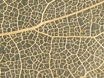 Leaf structure