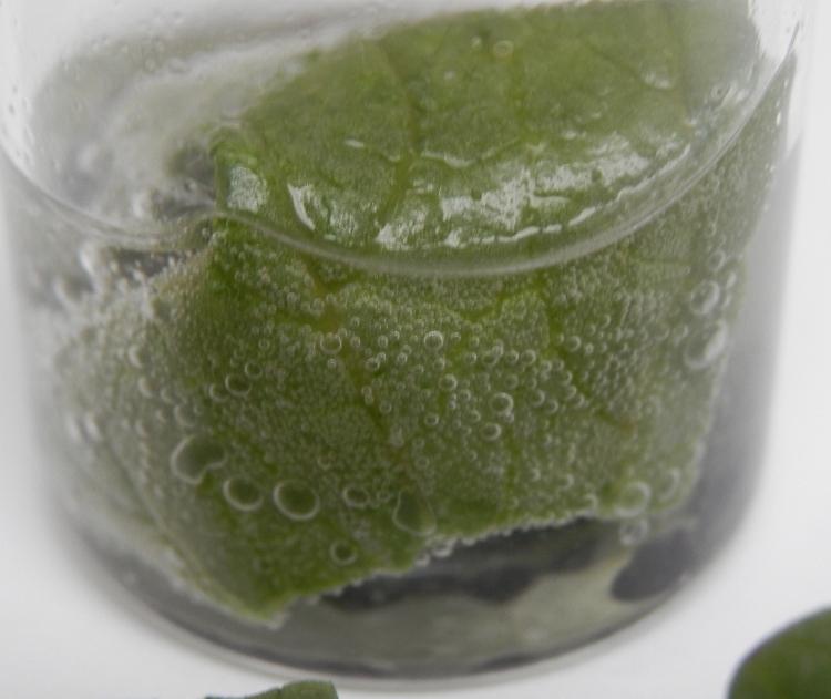Green leaf Catalytic Advanced Oxidation