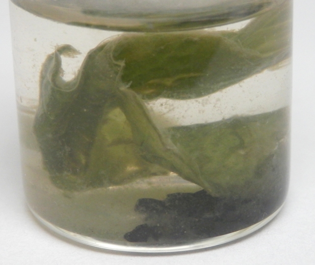 Green Leaf artificial roting