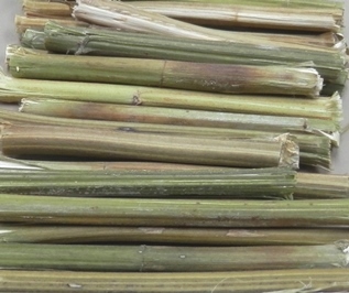 Hemp bast stems without decortication and retting