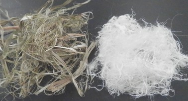 Hemp bast fibers before and after delignification cottonization