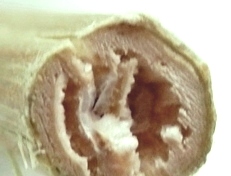Hemp stem cross section with bast skin