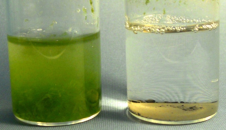 Organic matter effluent green algae treted with Catalytic Advanced Oxidation 