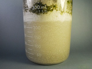 Water purification organic matter degradation